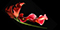 calla lily photo
